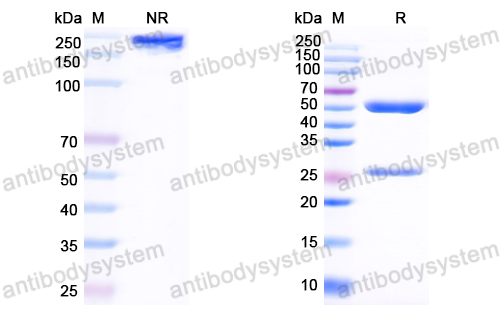 Anti-HCV NS1/gp68/gp70/Envelope glycoprotein E2 Antibody (B12.F8)