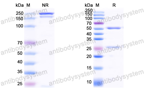 Anti-HCV NS1/gp68/gp70/Envelope glycoprotein E2 Antibody (CM3.B6)