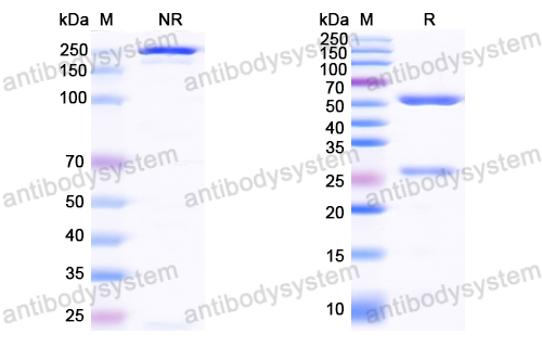 Anti-HCV NS1/gp68/gp70/Envelope glycoprotein E2 Antibody (E6.D10)