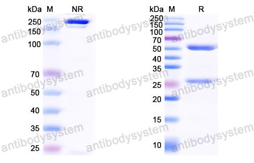 Anti-HCV NS1/gp68/gp70/Envelope glycoprotein E2 Antibody (A12)