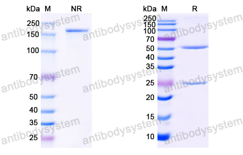 Anti-HCV NS1/gp68/gp70/Envelope glycoprotein E2 Antibody (MRCT10.v362)