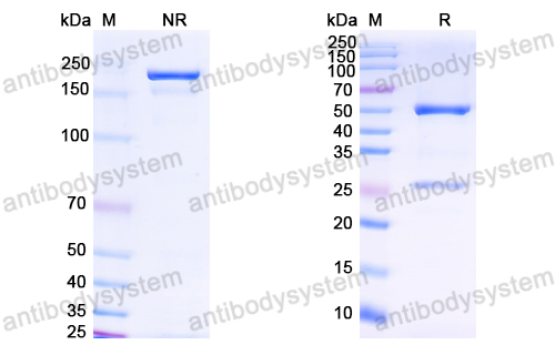 Anti-HCV NS1/gp68/gp70/Envelope glycoprotein E2 Antibody (hu5B3.v3)