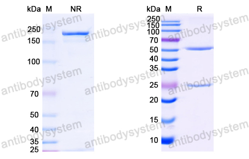 Anti-HCV NS1/gp68/gp70/Envelope glycoprotein E2 Antibody (mAb#8)