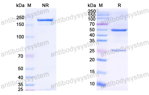 Anti-HCV NS1/gp68/gp70/Envelope glycoprotein E2 Antibody (mAb#12)