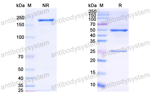 Anti-HCV NS1/gp68/gp70/Envelope glycoprotein E2 Antibody (2A12)