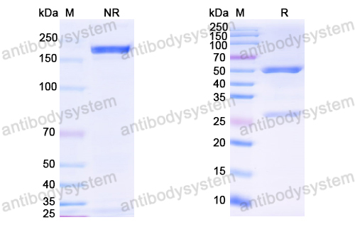 Anti-HCV NS1/gp68/gp70/Envelope glycoprotein E2 Antibody (DAO5)