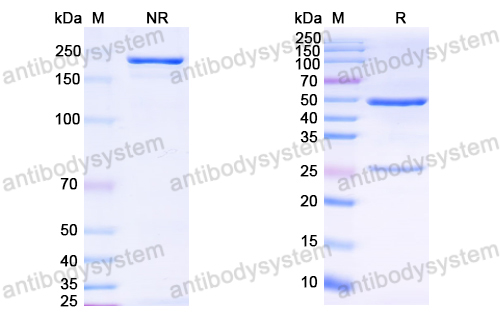 Anti-HCV NS1/gp68/gp70/Envelope glycoprotein E2 Antibody (19B3)