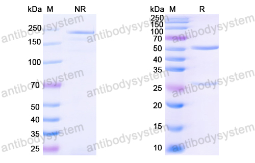 Anti-HPV16 L1/Major capsid protein L1 Antibody (H16.001)