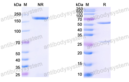 Anti-HPV16 L1/Major capsid protein L1 Antibody (H16.8A9)