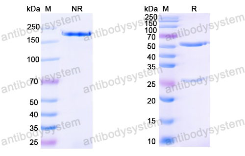 Anti-HPV16 L1/Major capsid protein L1 Antibody (H16.U4)