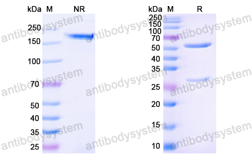 Anti-HPV16 L1/Major capsid protein L1 Antibody (H16.V5)