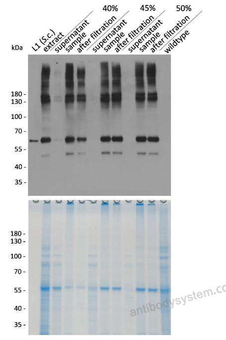 Western Blot for Anti-HPV16 L1/Major capsid protein L1 Antibody (H16.V5) ?>