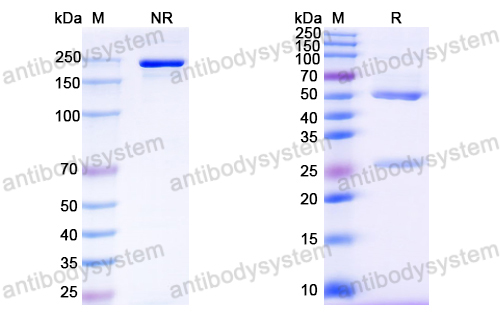 Anti-HPV16 L1/Major capsid protein L1 Antibody (H16.1A)