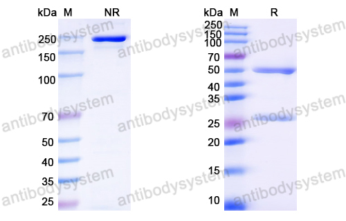 Anti-HPV16 L1/Major capsid protein L1 Antibody (H263.A2)