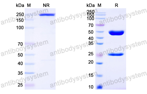 Anti-HPV16 L1/Major capsid protein L1 Antibody (H16.14J)