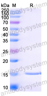 Anti-Human papillomavirus type 16 E7/Protein E7 Nanobody (SAA1326)