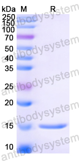 Anti-Hepatitis C virus/HCV Genome polyprotein Nanobody (SAA1346)