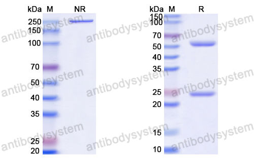 Anti-HCV p21/Mature core protein Antibody (19D9D6)