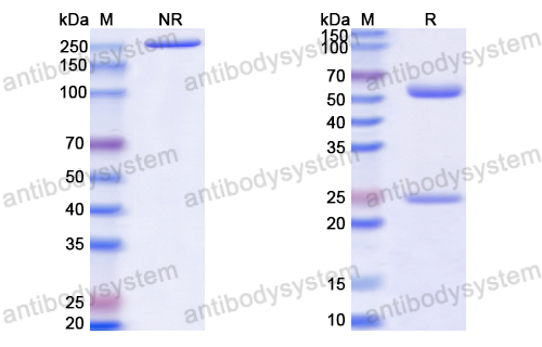 Anti-HCV Hepacivirin/NS3 helicase/NS3P/Viroporin p70 Antibody (28#)