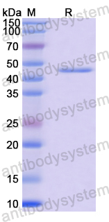 Anti-HCV Hepacivirin/NS3 helicase/NS3P/Viroporin p70 Antibody (24#)