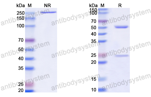 Anti-HCV ssRNA & Genome polyprotein Antibody (Fab HCV3)