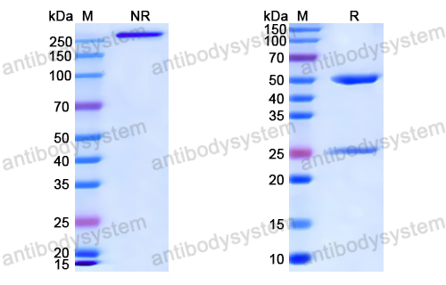 Anti-VSV G/Glycoprotein G Antibody (2F7)