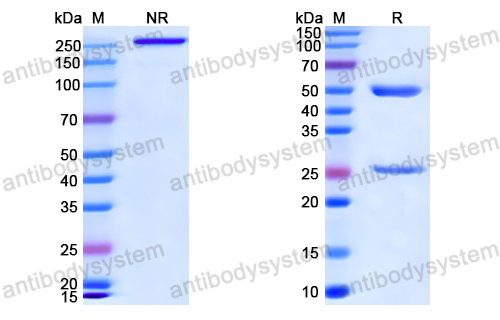 Anti-VSV G/Glycoprotein G Antibody (2H5)