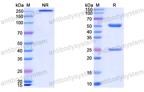 Anti-VSV G/Glycoprotein G Antibody (1A10)