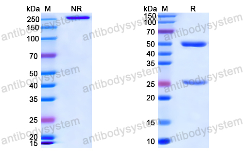 Anti-VSV G/Glycoprotein G Antibody (0G6)