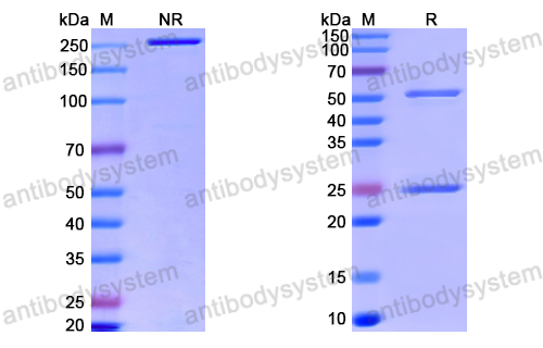 Anti-VSV G/Glycoprotein G Antibody (0B1)