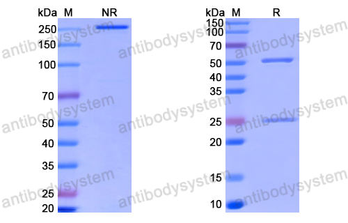 Anti-VSV G/Glycoprotein G Antibody (VI24)