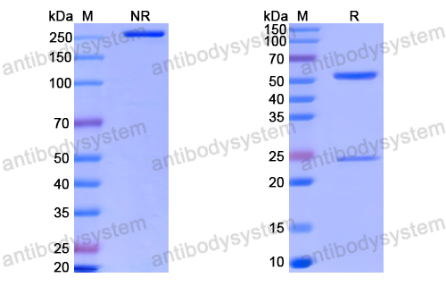 Anti-VSV G/Glycoprotein G Antibody (M55)