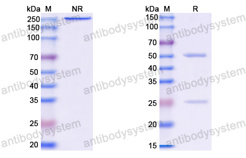 Anti-VSV G/Glycoprotein G Antibody (M31.55)