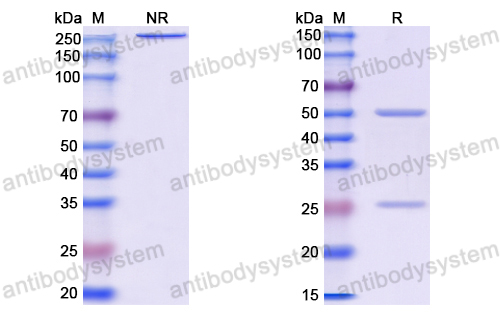 Anti-VSV G/Glycoprotein G Antibody (MO)