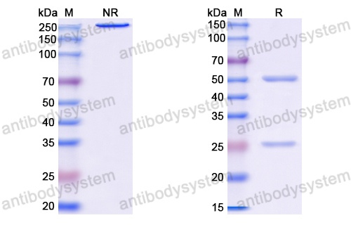 Anti-VSV G/Glycoprotein G Antibody (VI20)