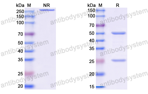 Anti-VSV G/Glycoprotein G Antibody (VI30)