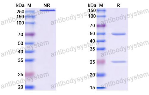 Anti-VSV NP/Nucleoprotein Antibody (1004)