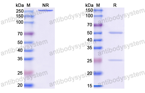 Anti-VSV NP/Nucleoprotein Antibody (1307)