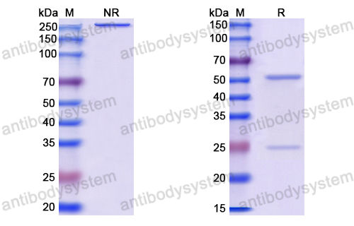 Anti-VSV NP/Nucleoprotein Antibody (1014)