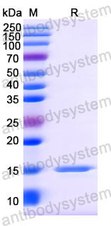 Anti-Vesicular stomatitis Indiana virus/VSIV NP/Nucleoprotein Nanobody (SAA1125)