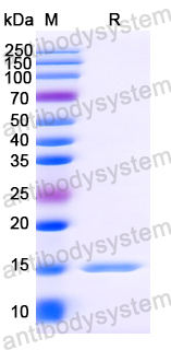 Anti-Vesicular stomatitis Indiana virus/VSIV NP/Nucleoprotein Nanobody (SAA1193)