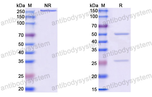 Anti-HBV-D HBcAg/HBeAg Antibody (E13#)