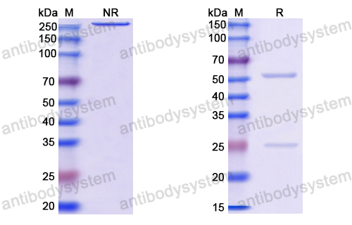 Anti-HEV Capsid protein Antibody (8G12)