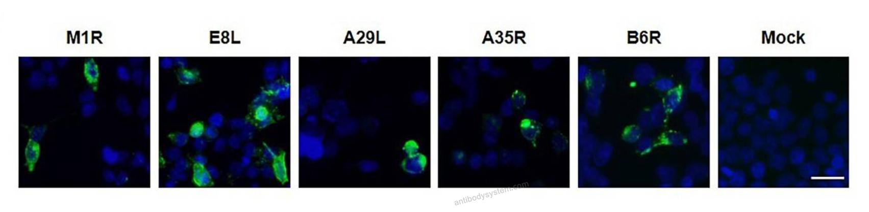 Immunofluorescence for Mouse Anti-Monkeypox virus/MPXV E8L Antibody (SAA0285) ?>