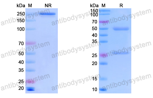 SDS-PAGE for Mouse Anti-Monkeypox virus/MPXV A29L Antibody (SAA0286) ?>