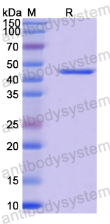 Anti-MPXV A29L Antibody (P1A2)