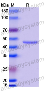 Anti-MPXV A29L Antibody (P1E2)