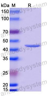 Anti-MPXV A29L Antibody (P1F2)