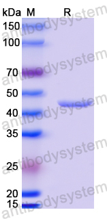 Anti-MPXV A29L Antibody (P1D4)