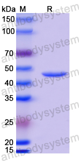 Anti-MPXV A29L Antibody (P1B7)